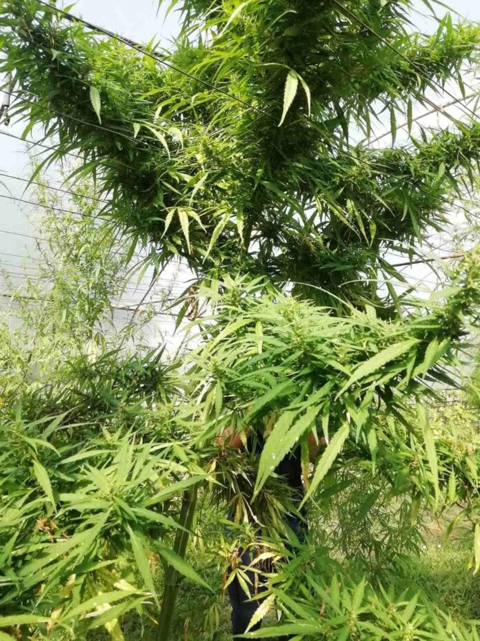 inbound3327393587867900489