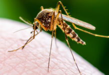 Обработват тревните площи срещу комари в Пловдив