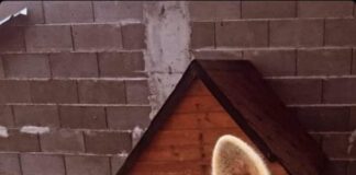 Отдел Екология съдейства за чипиране на кучетата