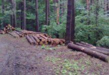 Продължават интензивните проверки в горските територии