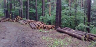 Продължават интензивните проверки в горските територии