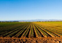 Надбавките за млади фермери ще бъдат увеличени двойно от 2018 г.