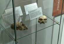 Изложбата „Зората на човечеството“ е подредена в Палеонтологичния музей в Асеновград