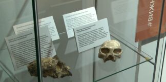 Изложбата „Зората на човечеството“ е подредена в Палеонтологичния музей в Асеновград