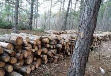 При съмнение за незаконна сеч можем да подаваме сигнали чрез мобилното приложение „Спаси гората“