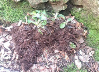 Унищожиха значителен брой растения от находището на Орфеевото цвете край Горнослав