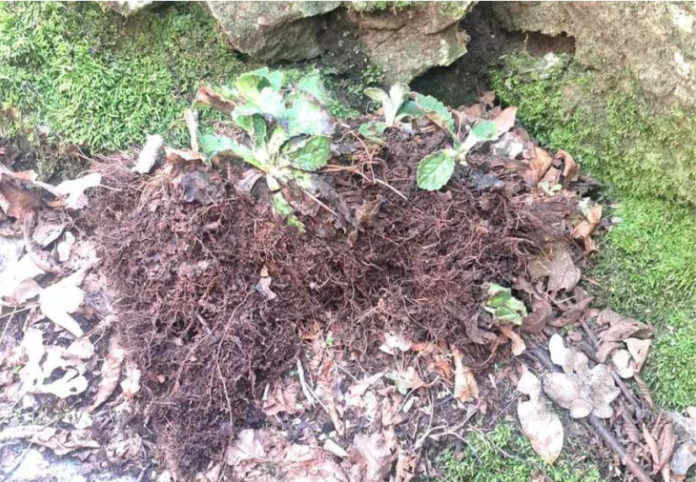 Изтръгнати от земята растения на Орфеевото цвете