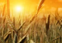 Днес е Летният Атанасовден, започва жътвата