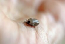 В четвъртък пръскат за кърлежи в кв. „Запад“