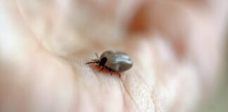 В четвъртък пръскат за кърлежи в кв. „Запад“