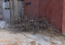 Регулярно кастрене на дървета се извършва днес и утре