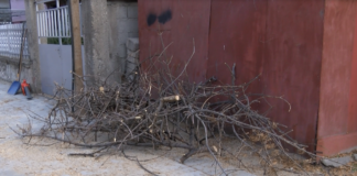 Регулярно кастрене на дървета се извършва днес и утре