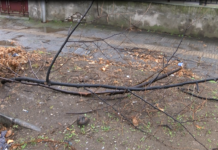 Счупени клони в Асеновград след снощния вятър
