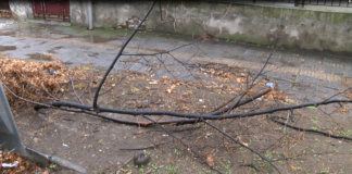 Счупени клони в Асеновград след снощния вятър