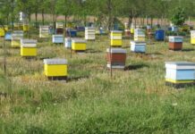 Откраднаха седем кошери с пчелни семейства
