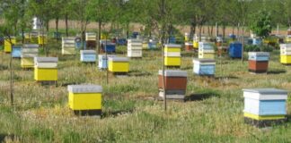 Откраднаха седем кошери с пчелни семейства