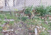 Преди зимата, дойде пролетта