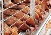 Заради огнището от птичи в с. Стряма, въвеждат ограничения в Пловдивско