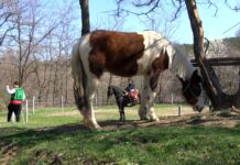 Кушии ще се проведат на Тодоровден край асеновградското село Долнослав