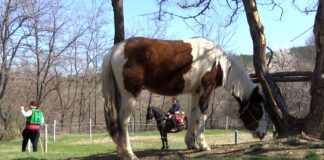 Кушии ще се проведат на Тодоровден край асеновградското село Долнослав