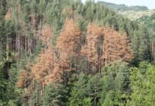 Борбата срещу короядите вече дава резултати