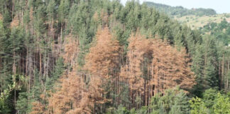 Горите на Родопите съхнат