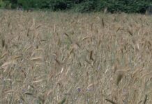 От 10-ти юли се забранява косенето през деня