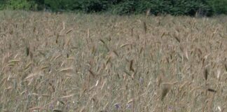 От 10-ти юли се забранява косенето през деня