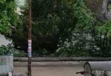 Кой трябва да вдига и извозва труповете на прегазени животни по улиците на Асеновград?