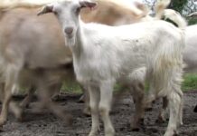 От 9 октомври животновъдите кандидатстват по схемата de minimis