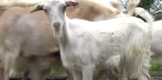 От 9 октомври животновъдите кандидатстват по схемата de minimis