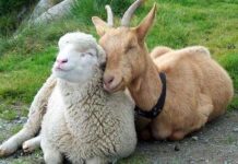 Ставките за извънредна помощ за животновъдите са определени