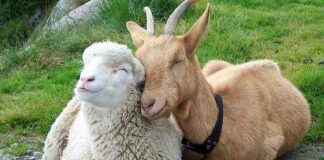 Ставките за извънредна помощ за животновъдите са определени