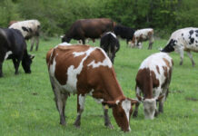 Бюджетът по подмярка COVID 3 се увеличава с близо 900 000 лева