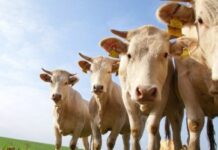 Прилагат обвързана подкрепа за крави, които са застрашени от изчезване