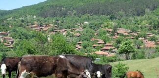 Засечен е заразен нодуларен дерматит