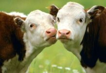 Стартира прием по държавната помощ за родословна книга и селекция на животните