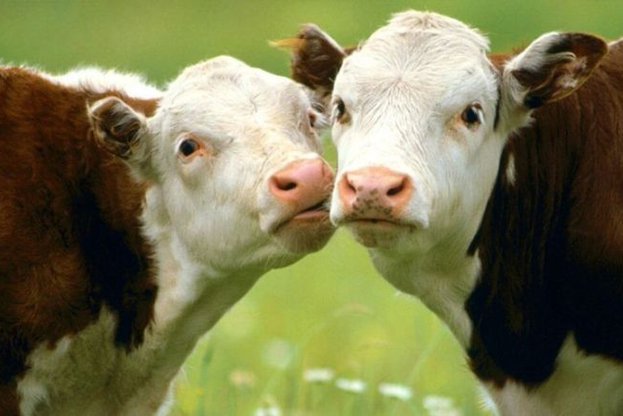 kravijpg__623x416_q85_crop_subsampling-2_upscale.jpg__623x416_q85_crop_subsampling-2_upscale