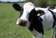 Развъдните асоциации ще получат 7,5 млн. лева през 2021 г.