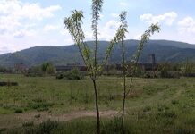 Каузата „Гората на живота“ продължава да обединява асеновградчани, нови фиданки ще заемат мястото на изсъхналите, проект за алеи и пейки очаква одобрение от Общината