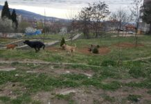 Акция по улов на безстопанствени кучета днес в Асеновград