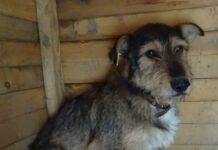 Призив за осиновяване на кученца от общинския приют в Пловдив