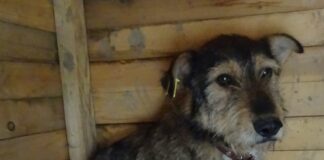 Призив за осиновяване на кученца от общинския приют в Пловдив