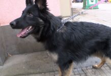 Не забравяйте да регистрирате домашното си куче – срокът изтича в края на март