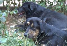 14-годишно момиче е с наранявания, след нападение от бездомни кучета в кв. „Запад“