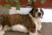 Петиция с искане за създаване на приют за кучета в Асеновград