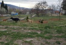 На 30 юли ще има улов на безстопанствени кучета в Асеновград, пари за приют – засега няма
