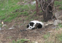 Каква е ситуацията с улова на бездомни кучета в Асеновград