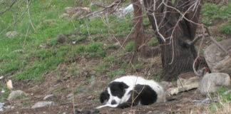Димитровградското ОП „Благоустрояване” лови бездомните кучета на Асеновград