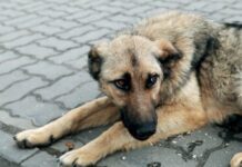 Мащабна акция за кастрация на бездомни кучета в Асеновград